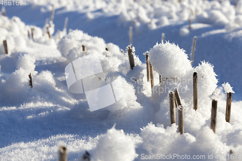 Image of snowdrifts and wheat