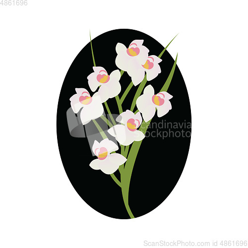Image of Vector illustration of white cymbidium orchid  flowers with gree