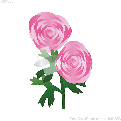 Image of Vector illustration of pink ranunculus flowers with green leafs 