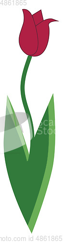 Image of A beautiful red-colored tulip with green leaves vector or color 