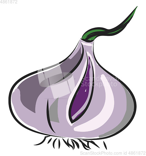 Image of An onion, vector color illustration.