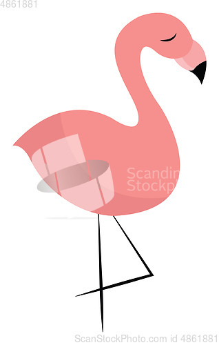 Image of A standing flamingo vector or color illustration