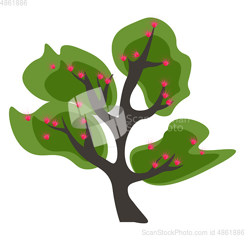 Image of Clipart of a tall branched green Acacia tree blossomed with pink