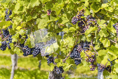 Image of blue grapes closeup