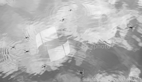 Image of water surface with water skippers
