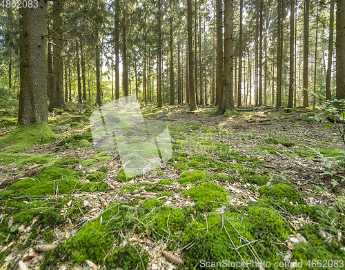 Image of idyllic forest scenery