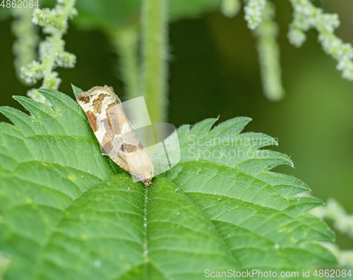 Image of dotted butterfly closeup