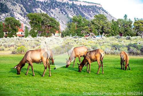 Image of hurd of wild elk in Mammoth, Wyoming