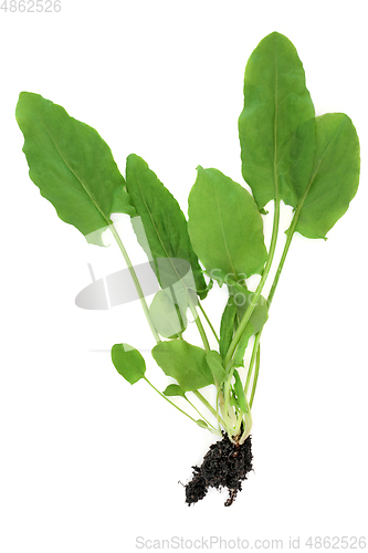 Image of Organic Spinach Plant With Root Ball