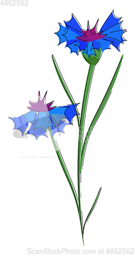 Image of Blue cornflowers vector or color illustration