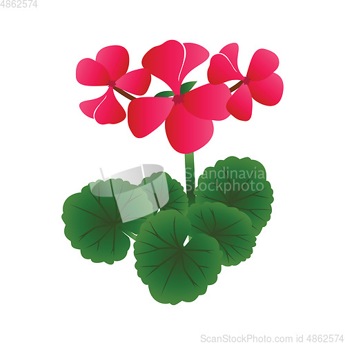 Image of Vector illustration of bright pink geranium flowers with green l