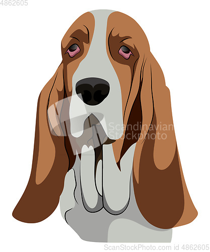 Image of Basset Hound illustration vector on white background