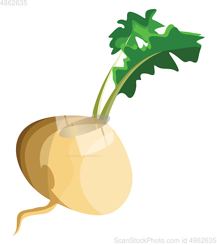 Image of White turnip root with green leafs vector illustration of vegeta