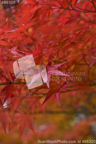 Image of Maple leaves