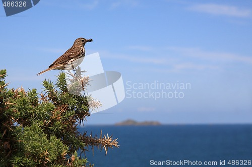 Image of Tree Pipit