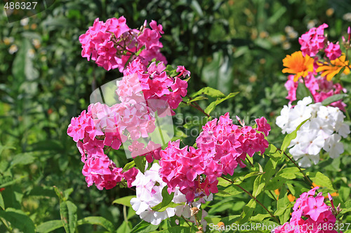 Image of Pink and white phlox