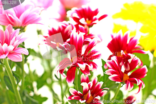 Image of Differenr chrysanthemum
