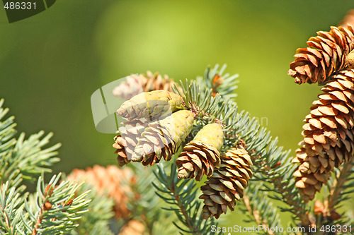 Image of Cones