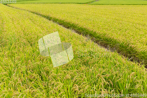 Image of Green Fresh Rice field