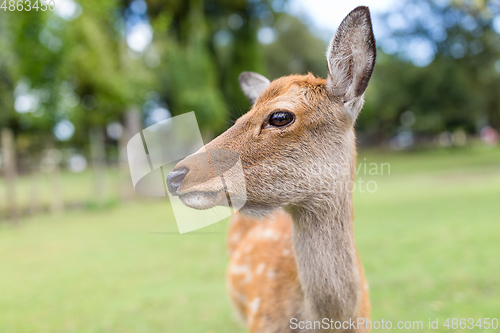 Image of Lovely deer