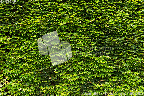 Image of Japanese maple leaves on fence wall