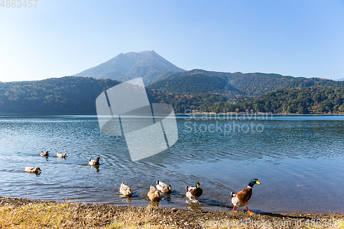 Image of Lake and Mount Kirishima with duck