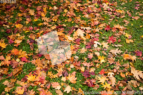 Image of Autumn leaves on green lawn