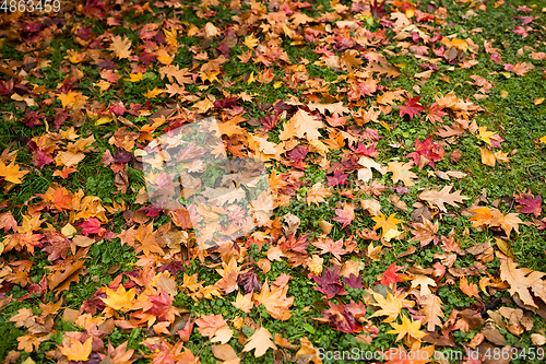 Image of Autumn leaves on green lawn