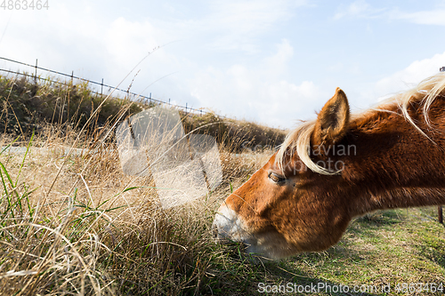 Image of Horses eating fresh hay