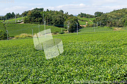 Image of Tea plant