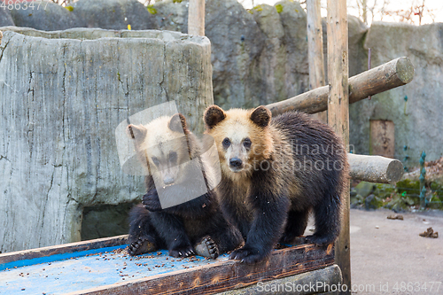 Image of Lovely Bear in zoo park