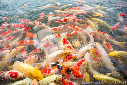 Image of Koi fish