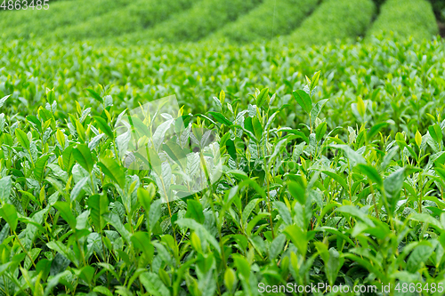 Image of Fresh Tea plantation