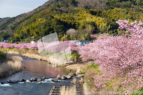 Image of Sakura and river in kawazu