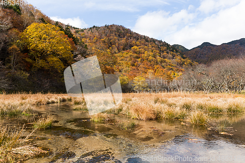 Image of Marsh in autumn season