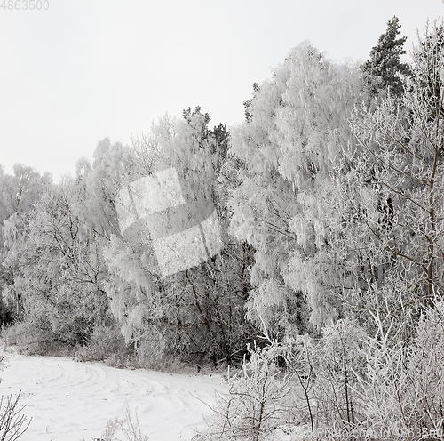 Image of Snowcovered field by forest