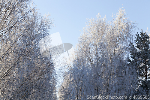 Image of bared treetops