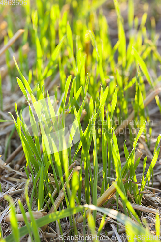 Image of new crop of wheat