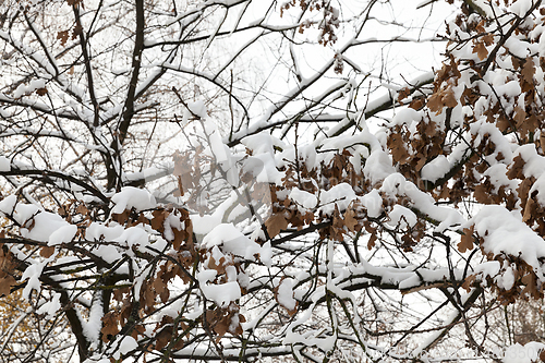 Image of Oak branch