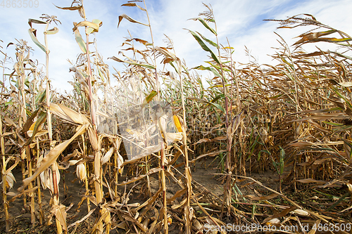 Image of Corn Field