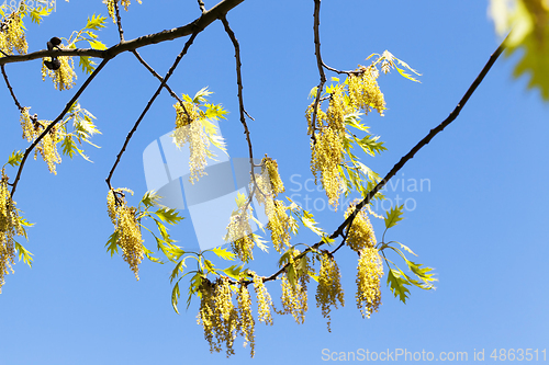 Image of flowers oak