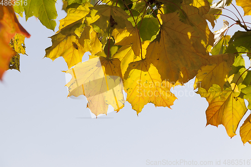 Image of Fall yellow maple