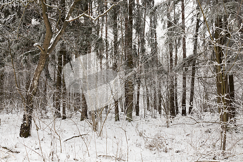 Image of snow winter forest