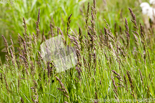 Image of green spring grass