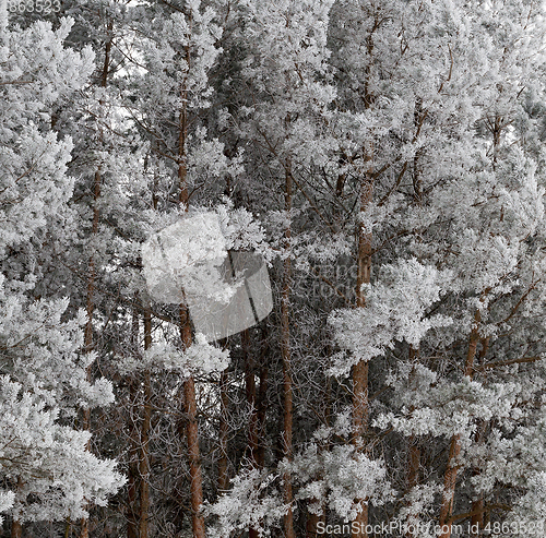 Image of snow pine branch