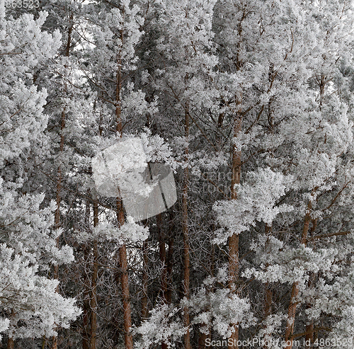 Image of snow pine branch
