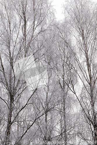 Image of birch trees