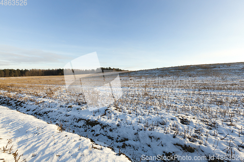 Image of Wheat field,