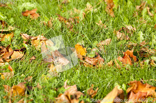 Image of colorful autumn leaves