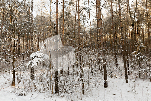 Image of pine forest, winter